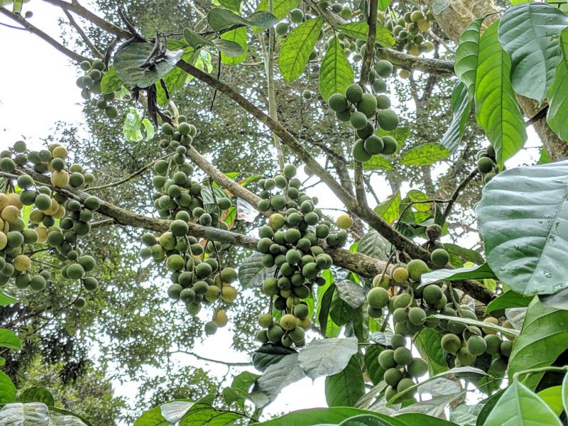 Datei:Langsat, Fruechte am Baum.jpg