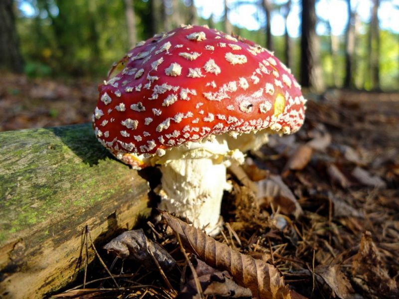 Datei:Fliegenpilz.jpg