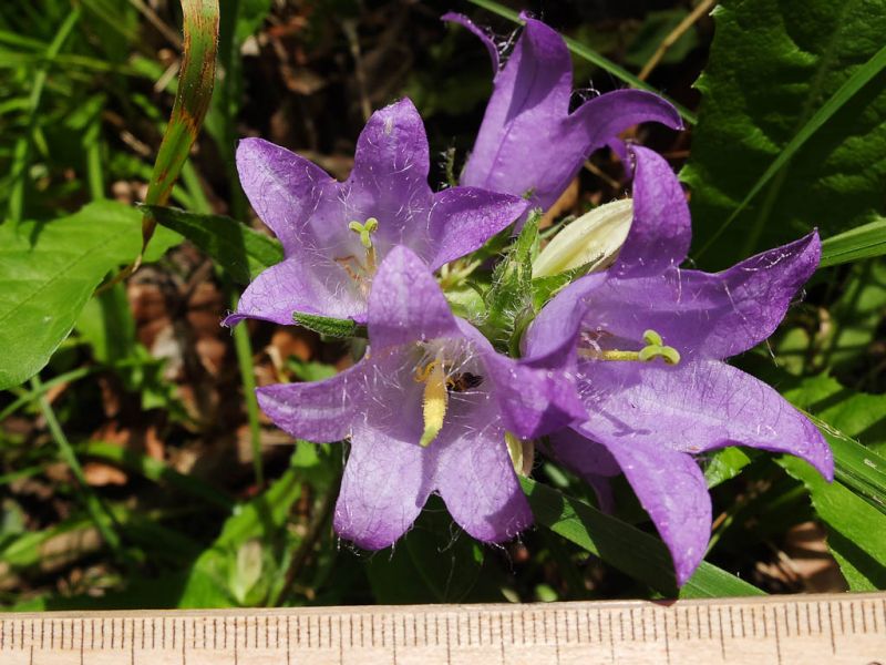 Datei:Nesselblaettrige Glockenblume, Blueten.jpg