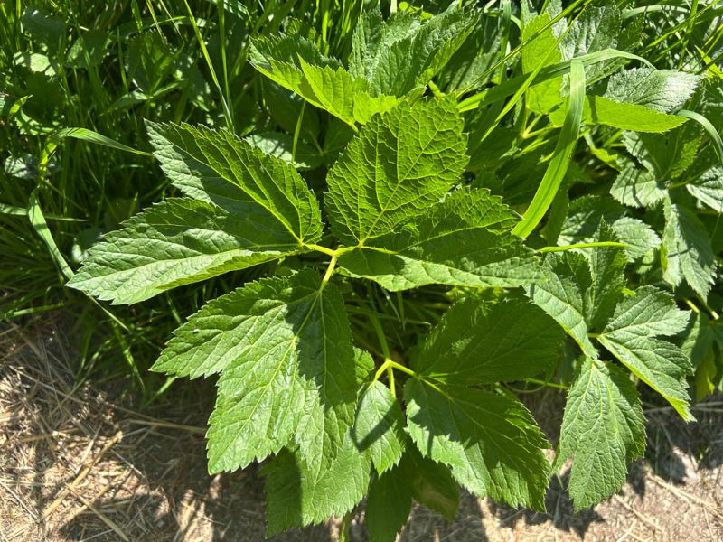 Datei:Meisterwurz Blatt.jpg