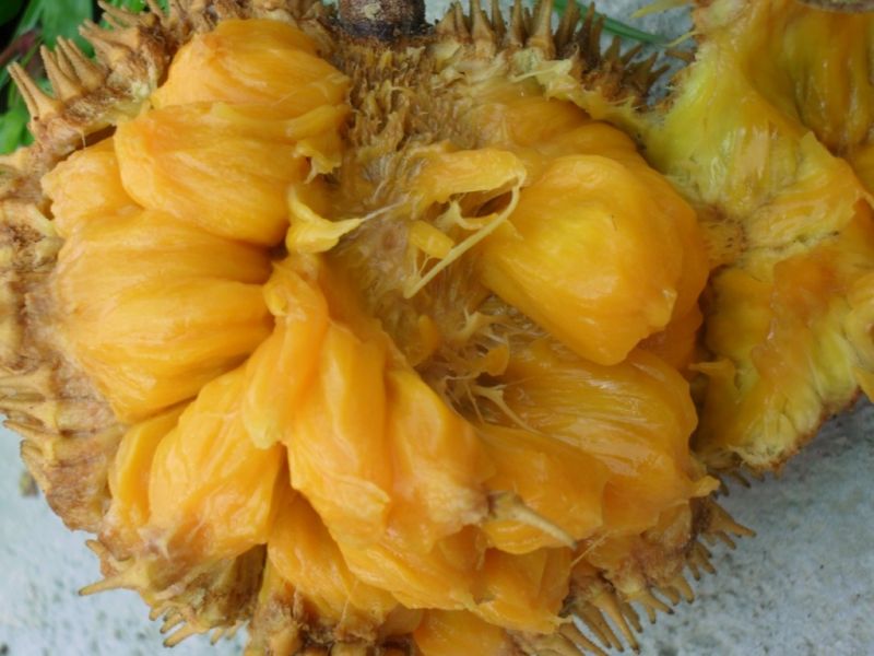 Datei:Artocarpus species, Nahaufnahme.jpg