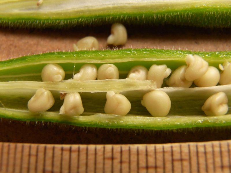 Datei:Okra, Fruchtinneres.JPG