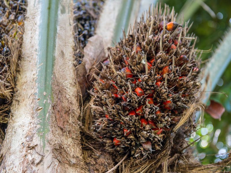 Datei:Oelpalme, Fruechte am Baum.jpg