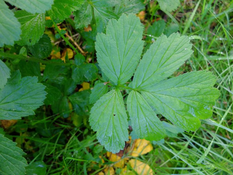 Datei:Bach Nelkenwurz Blatt.jpg