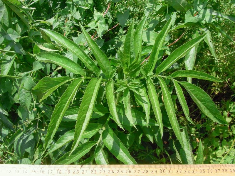 Datei:Zwerg-Holunder, Blatt.jpg