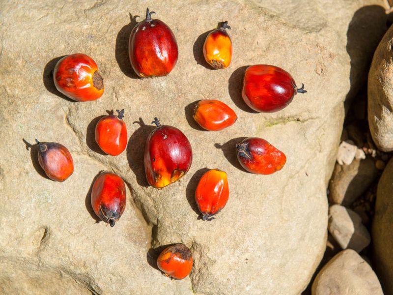 Datei:Oelpalme Fruechte frisch.jpg