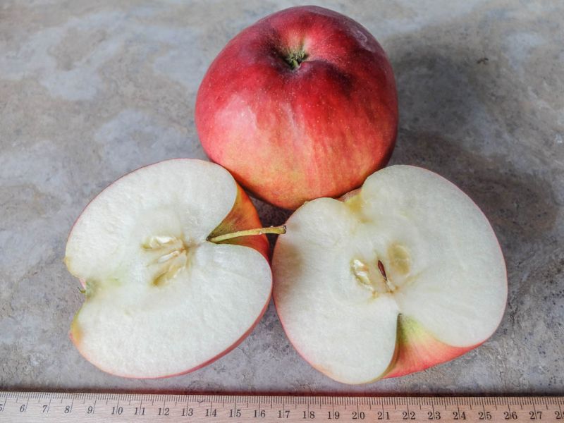 Datei:Apfel Idared.jpg