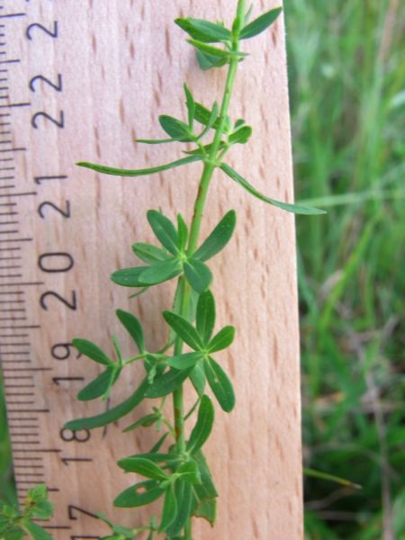 Datei:Johanniskraut, Blatt.JPG