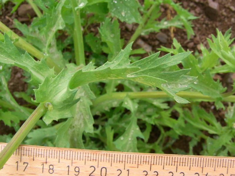Datei:Saat Wucherblume Blatt.jpg