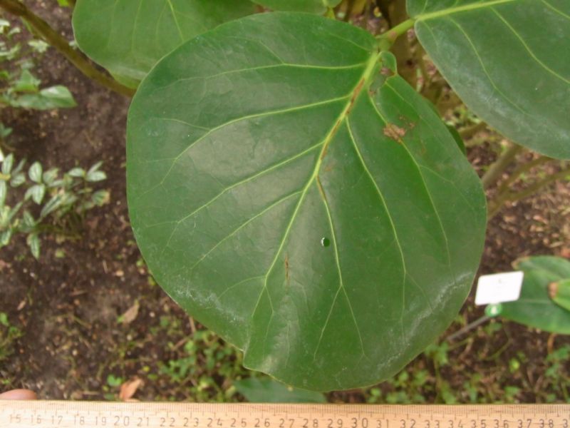 Datei:Seetraube, Blatt.JPG