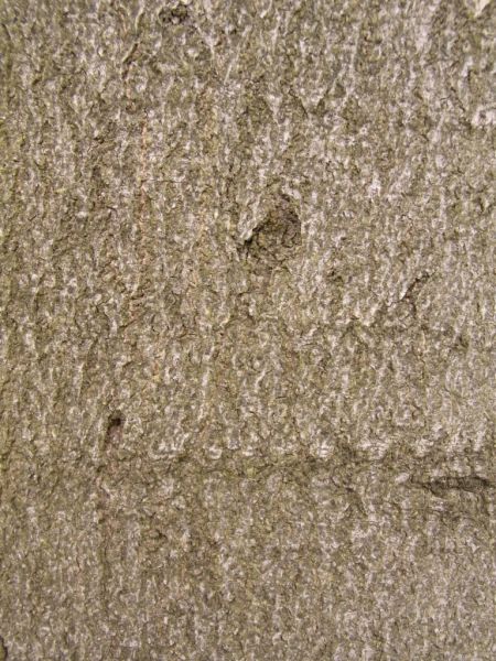 Datei:Rotbuche, Rinde.JPG