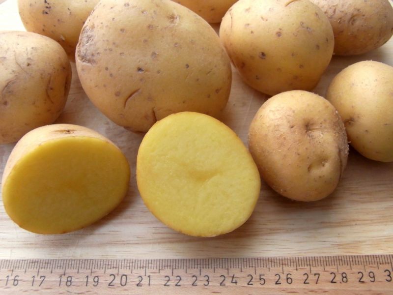 Datei:Kartoffel, Knollen.JPG