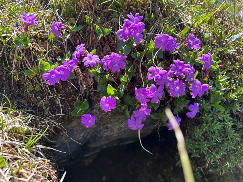Datei:Glanzblaettrige Schluesselblume.jpg