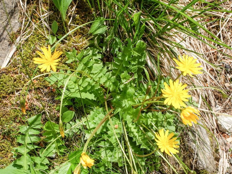 Datei:Hainsalat.jpg