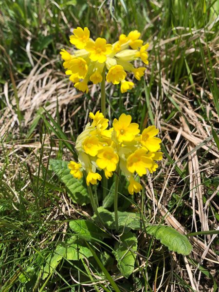 Datei:Schluesselblume.jpg