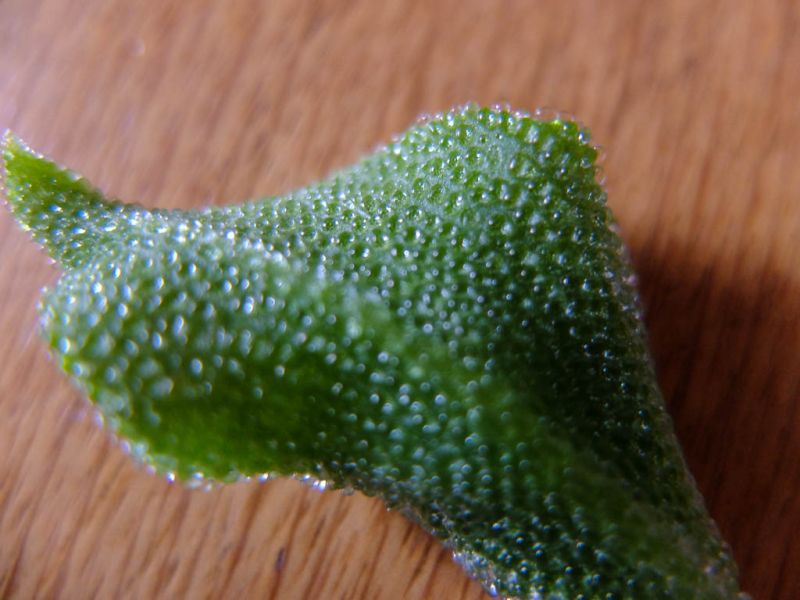Datei:Eiskraut, Blatt, Nahaufnahme.jpg
