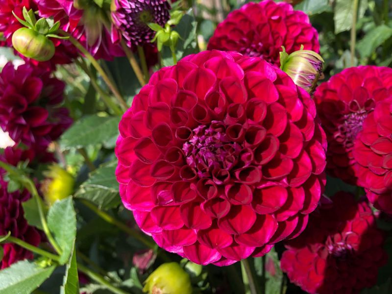 Datei:Dahlie rot.jpg