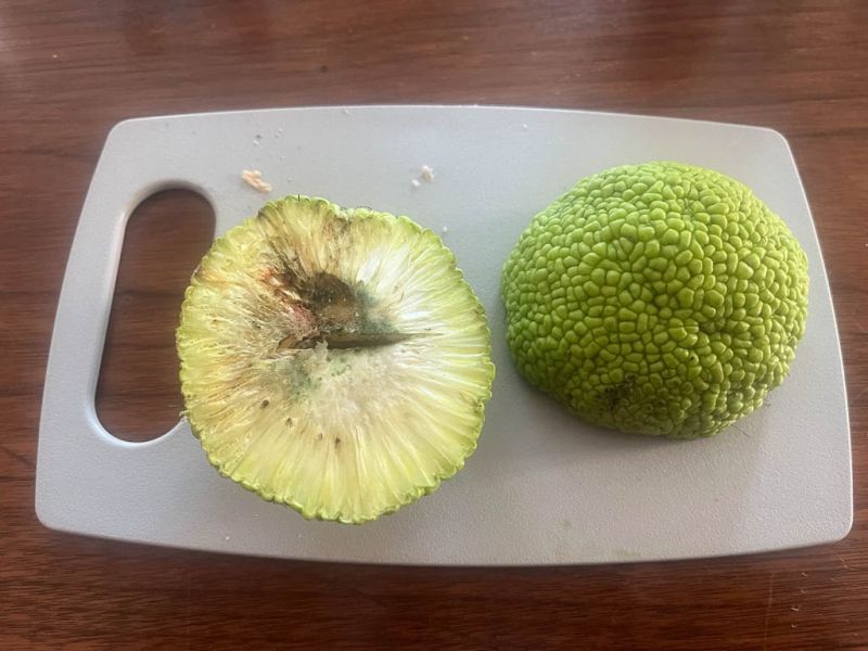Datei:Milchorangenbaum Frucht.jpg