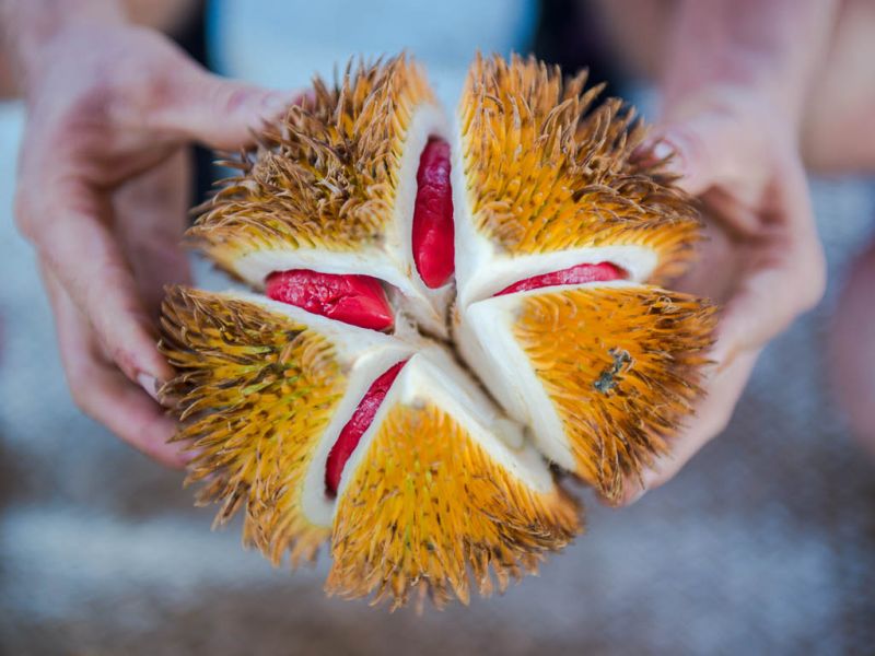 Datei:Durio graveolens, rotfleischig.jpg