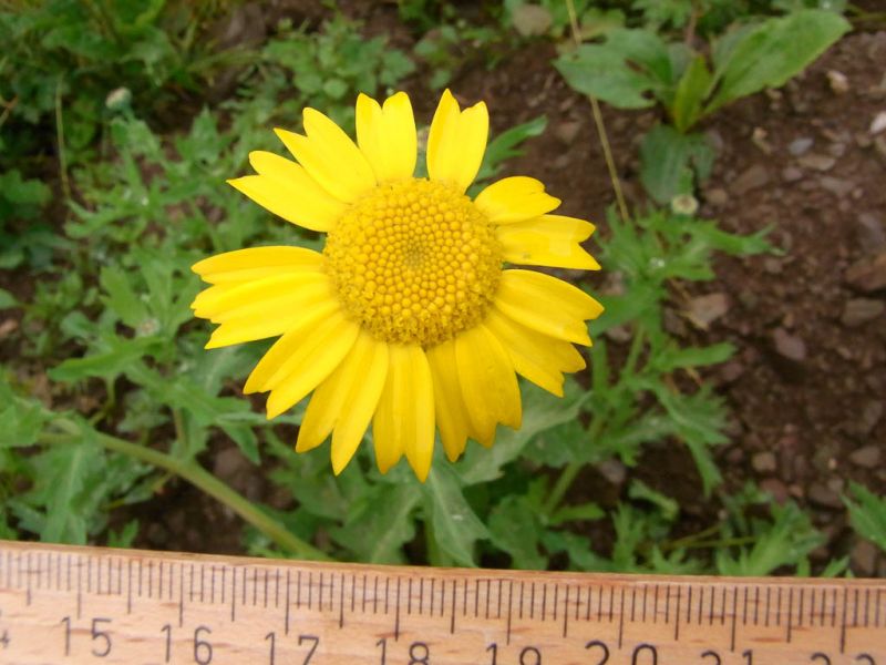 Datei:Saat Wucherblume Bluete.jpg