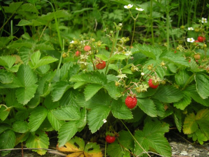 Datei:Walderdbeere.jpg
