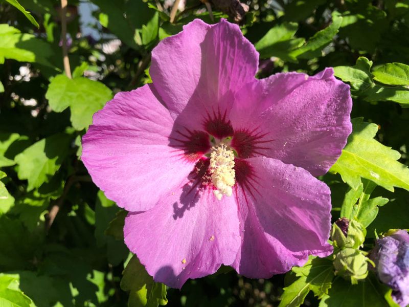 Datei:Hibiskus Bluete rosa.jpg