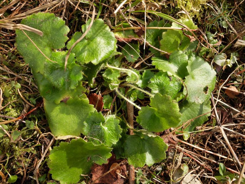Datei:Rundblaettriger Steinbrech, Grundrosette.jpg
