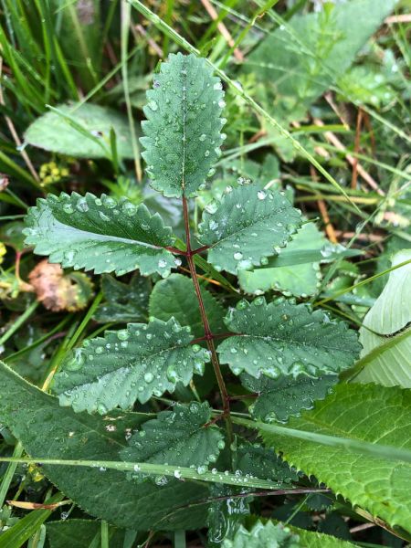Datei:Grosser Wiesenknopf Blatt.jpg