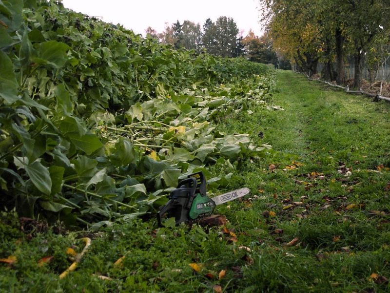 Datei:Yacon, Erntevorbereitungen.jpg